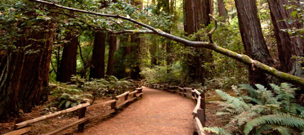 Muir Woods is located near Mill Valley. View of valley floor trail in Muir Woods National Monument