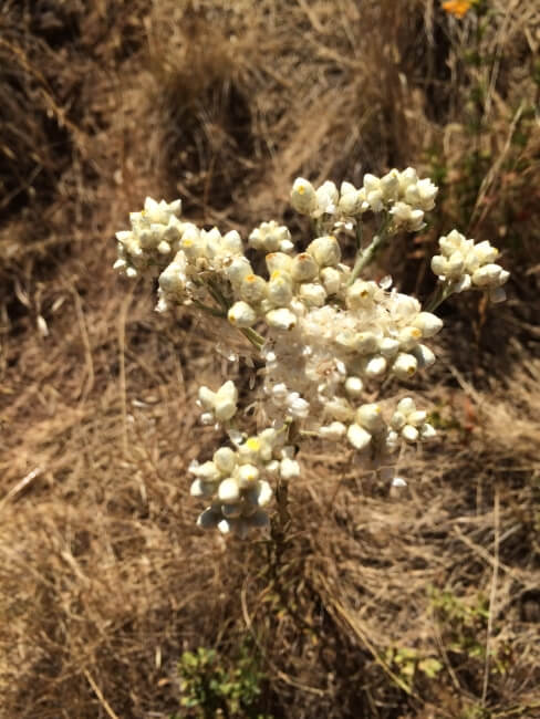 Flowers at Phoenix Lake