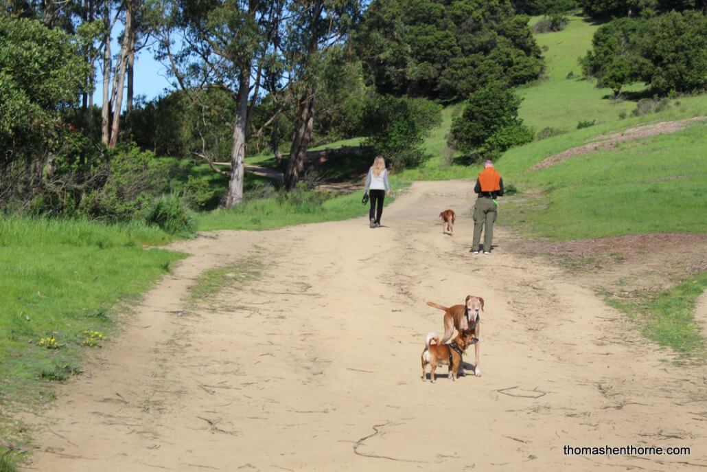 dogs on Ridgewood Trail