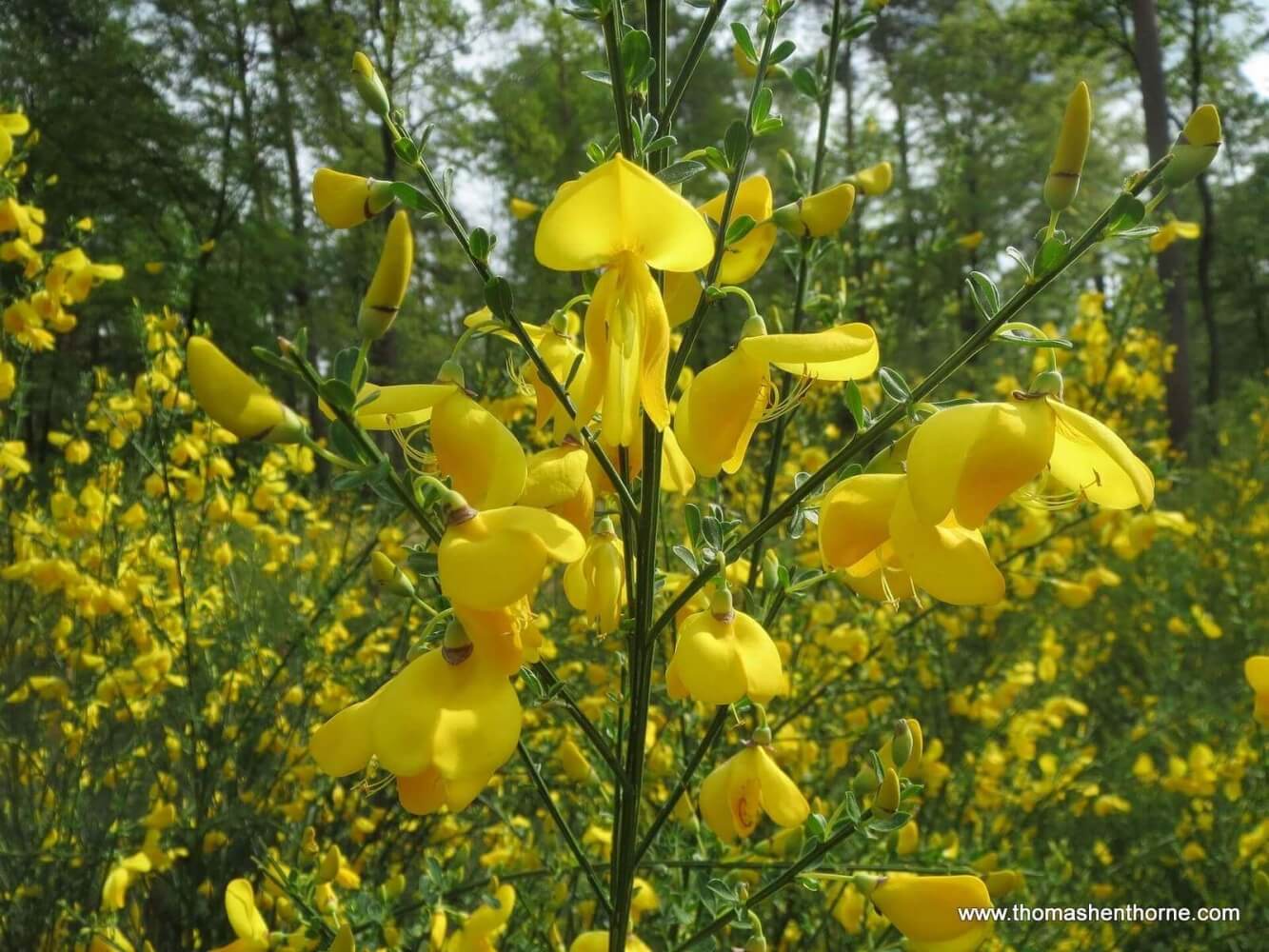 photo of scotch broom