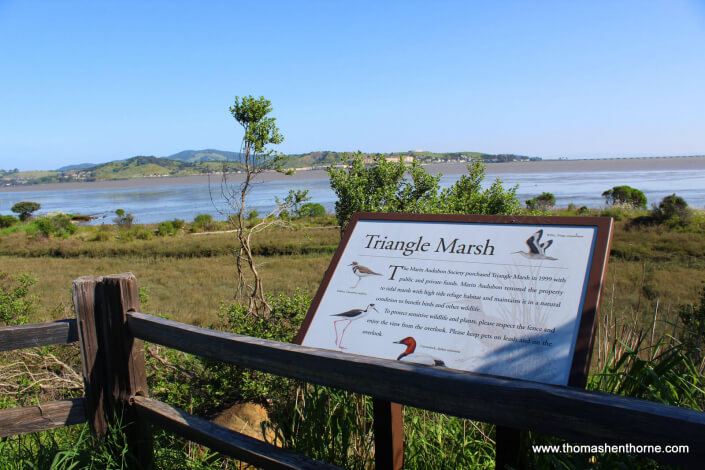Ring Mountain Hike – 2 Triangle Marsh Just Across the Street from the Trailhead