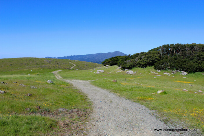 Ring Mountain Hike – 20 Ring Mountain Fire Road with Mt. Tamalpais in the distance
