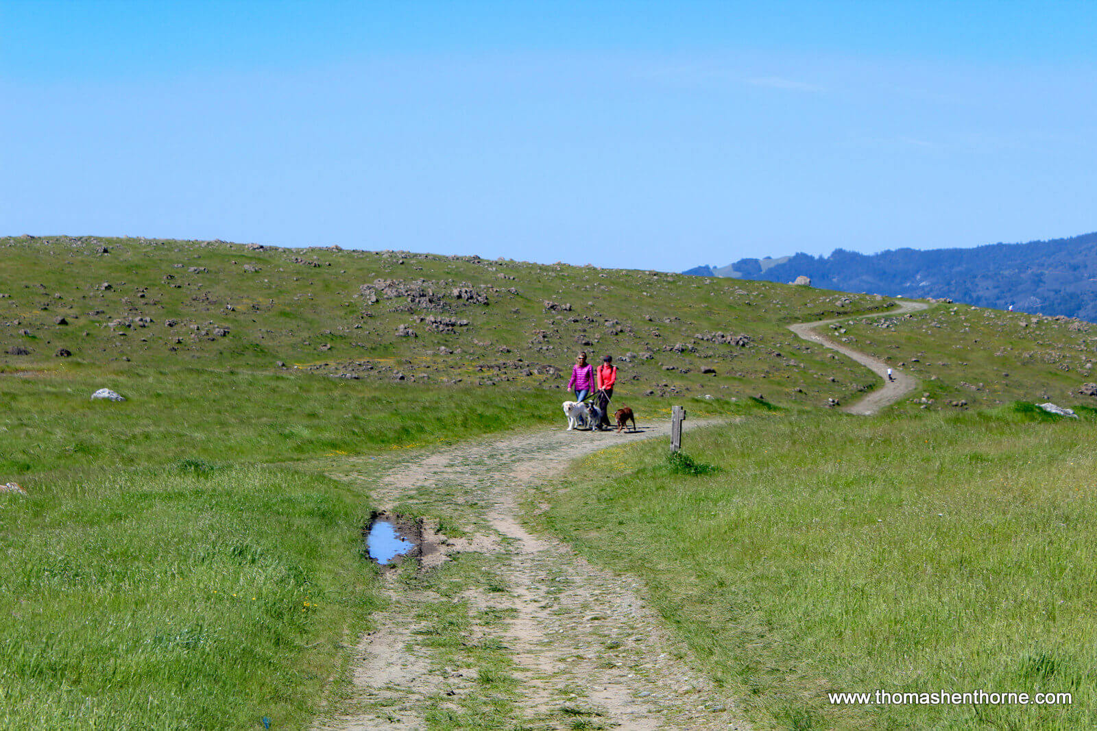 Ring Mountain Hike - 24 Ring Mountain Fire Road with women walking dogs