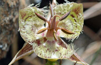 Tiburon Mariposa Lily Ring Mountain Tiburon Mariposa Lily Ring Mountain