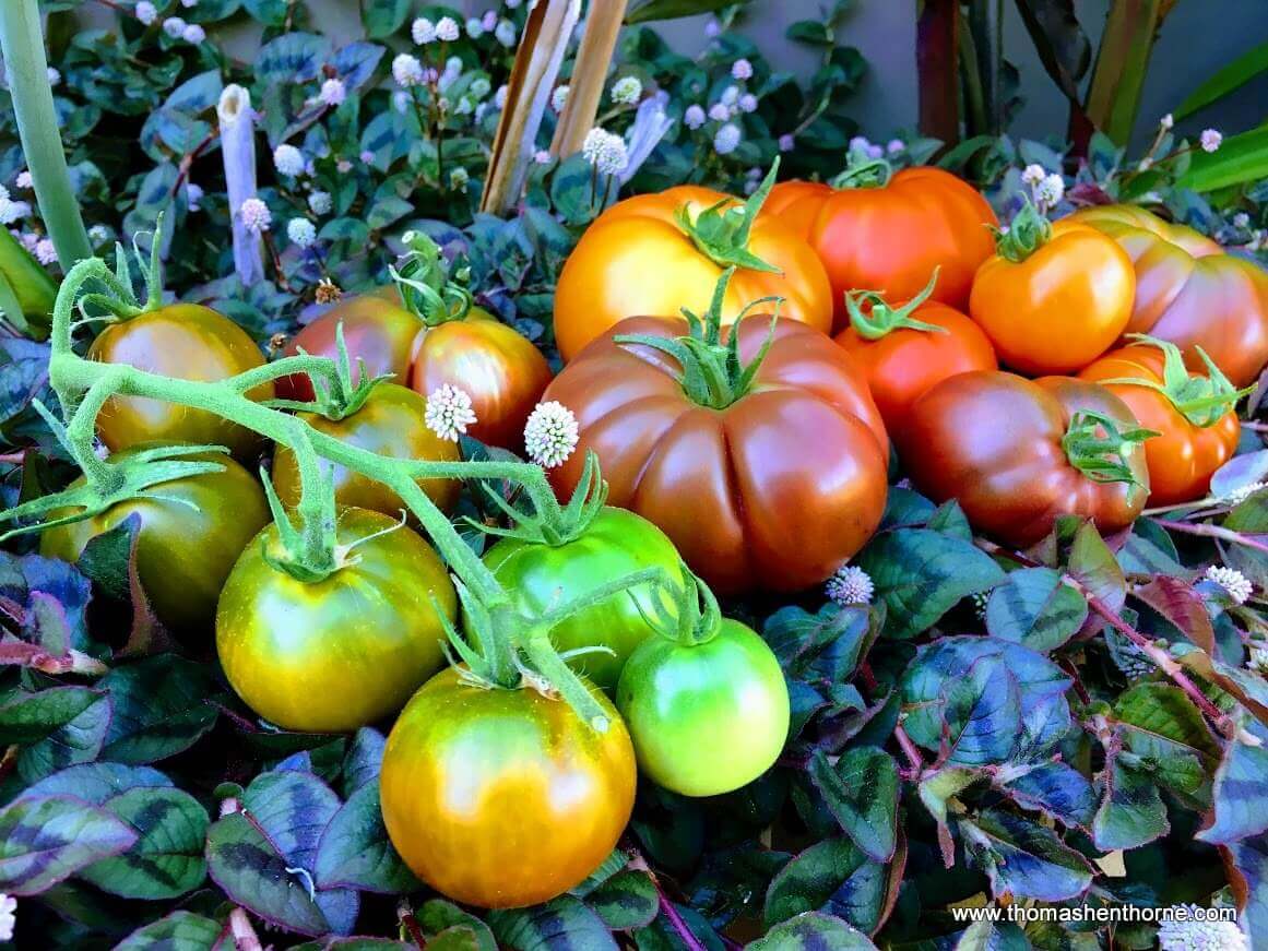 Best Tomatoes to Grow in Marin County Best Tomatoes to Grow in Marin County group of tomatoes