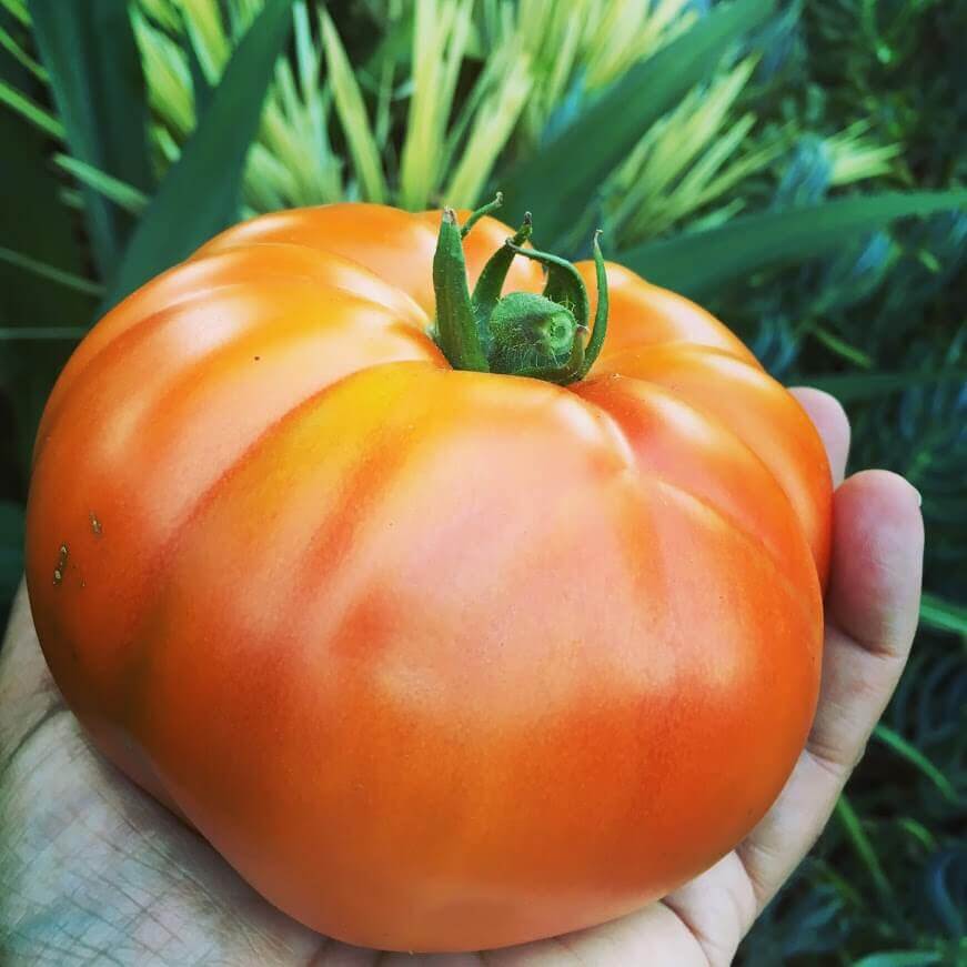 Celebrity Tomato in hand A huge Celebrity tomato harvested from my garden in 2017