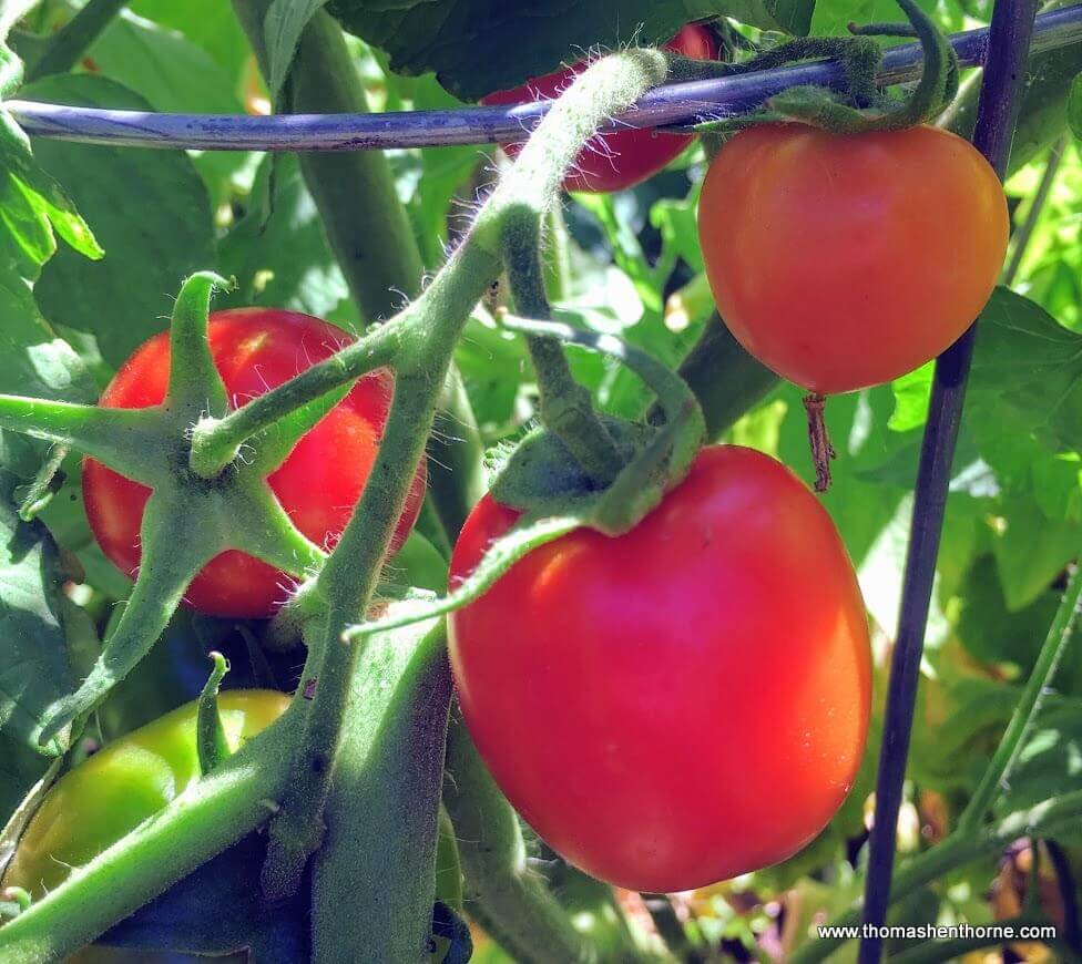 Early Girl tomato Early Girl tomato on the vine