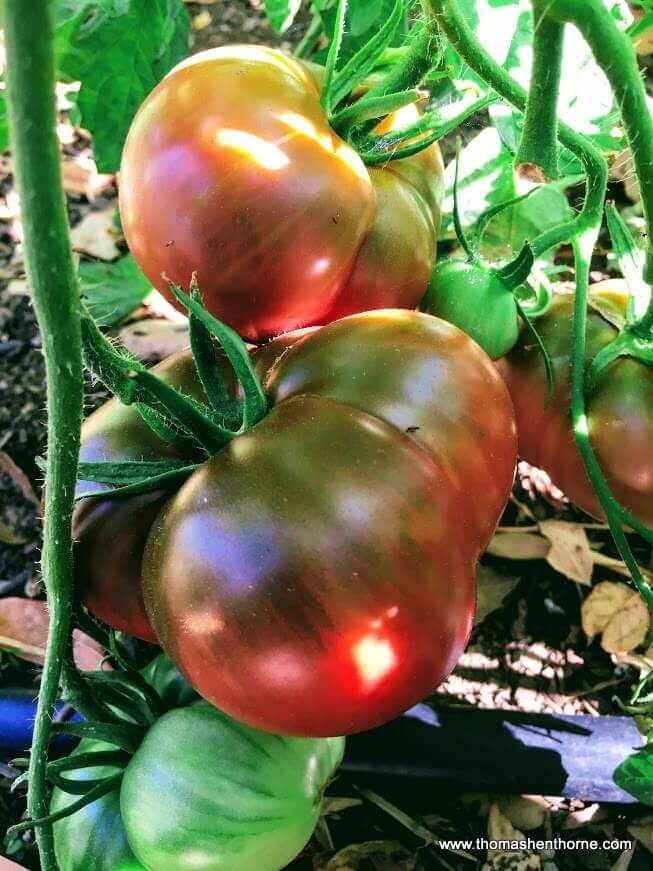 Purple Cherokee edit (1) Purple Cherokee Tomato on vine in Marin County