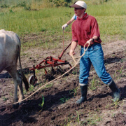 Learning How to Plow Fields with Oxen