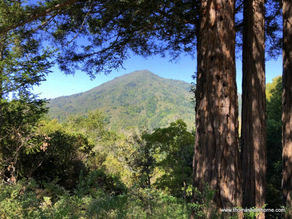 View of Mount Tamalpais from King Mountain Trail Hike
