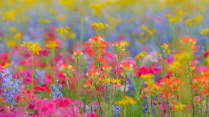Spring wildflowers at Ring Mountain Preserve with views of the San Francisco Bay