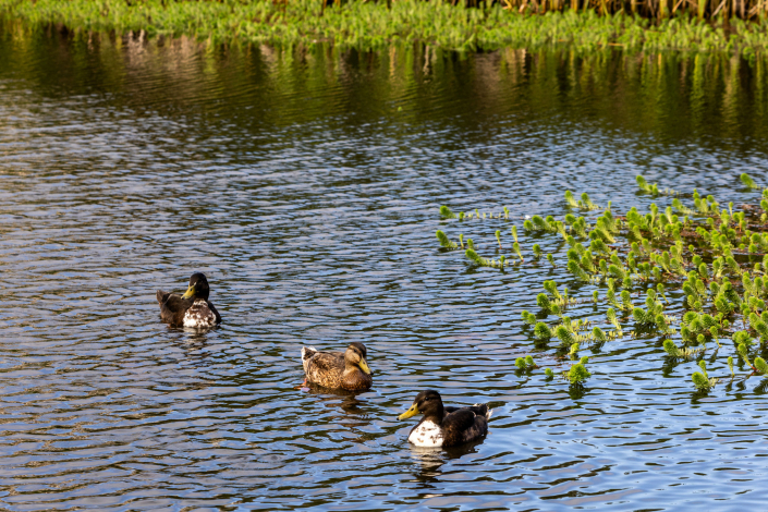 Three ducks swim together in a calm pond at 25 Maoli Drive, surrounded by green vegetation along the water’s edge on a sunny day.