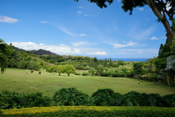 A lush green landscape with grazing horses, scattered trees, and dense foliage in the foreground under a bright blue sky with scattered clouds. The ocean is visible in the distance.