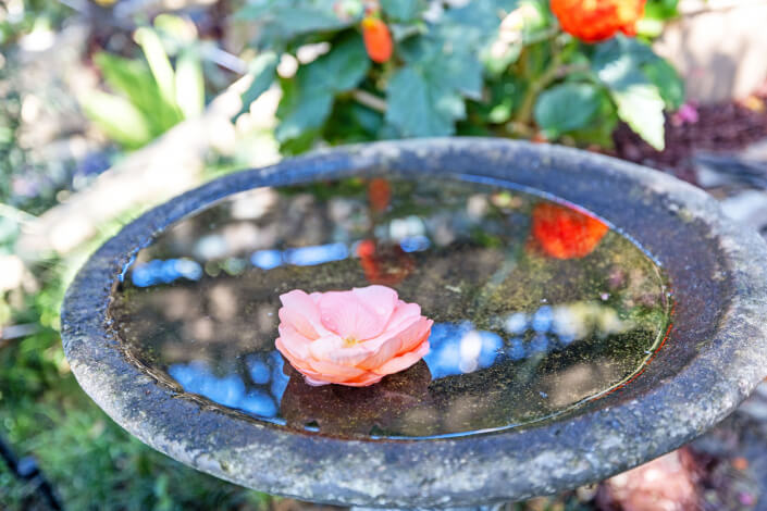 A single pink flower floats on the water in a weathered birdbath, surrounded by greenery and orange blooms in a sunlit garden.