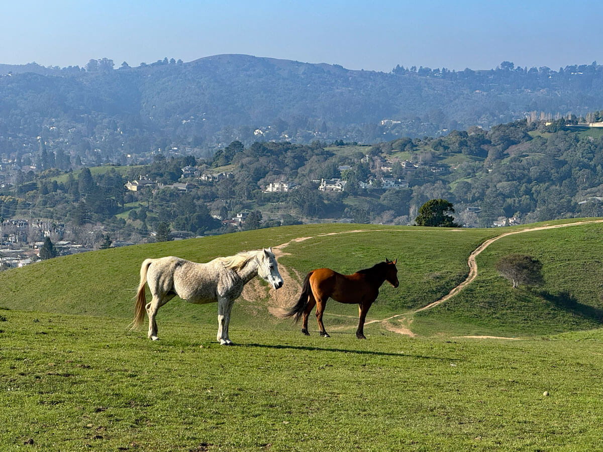 Two horses, one white and one brown, stand on a grassy hill along the Horse Hill Hike. In the background are rolling hills, scattered trees, and distant houses in Mill Valley, CA under a clear blue sky.