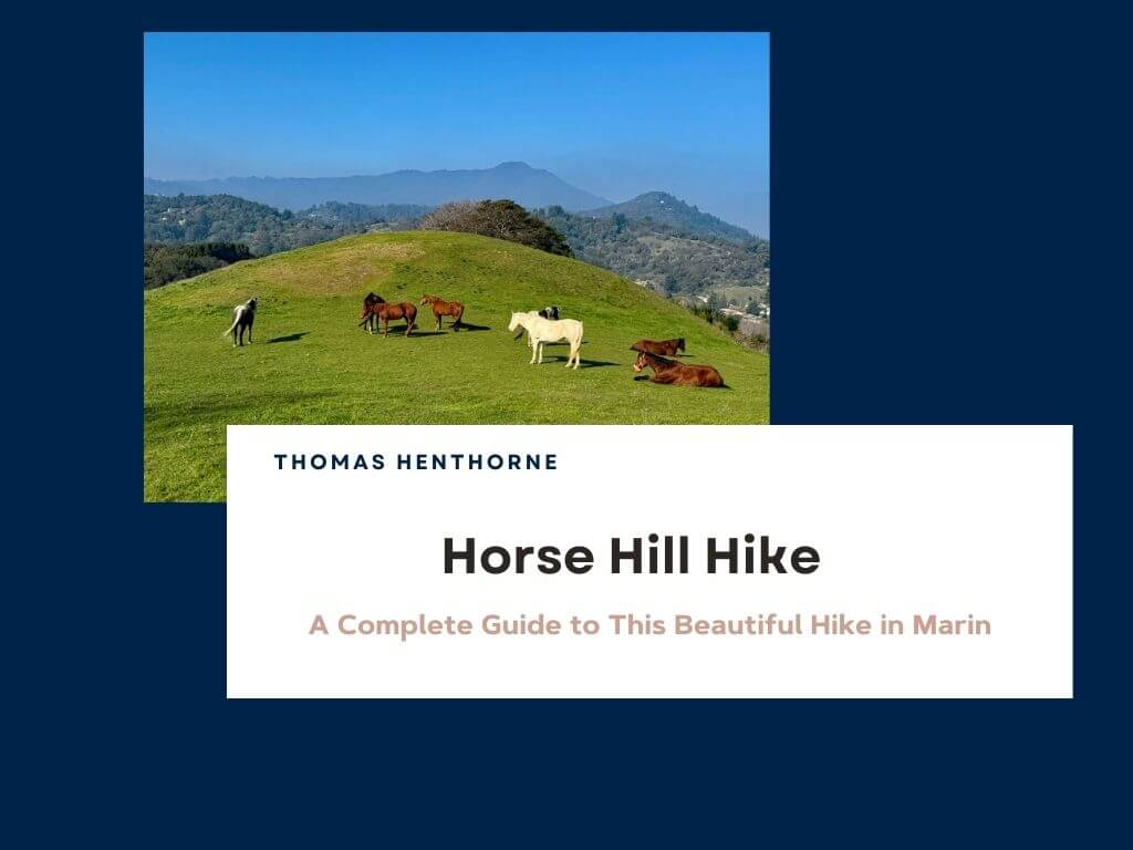 Horse Hill Hike Banner showing horses grazing on hillside with Mill Valley and Mt. Tamalpais in the background