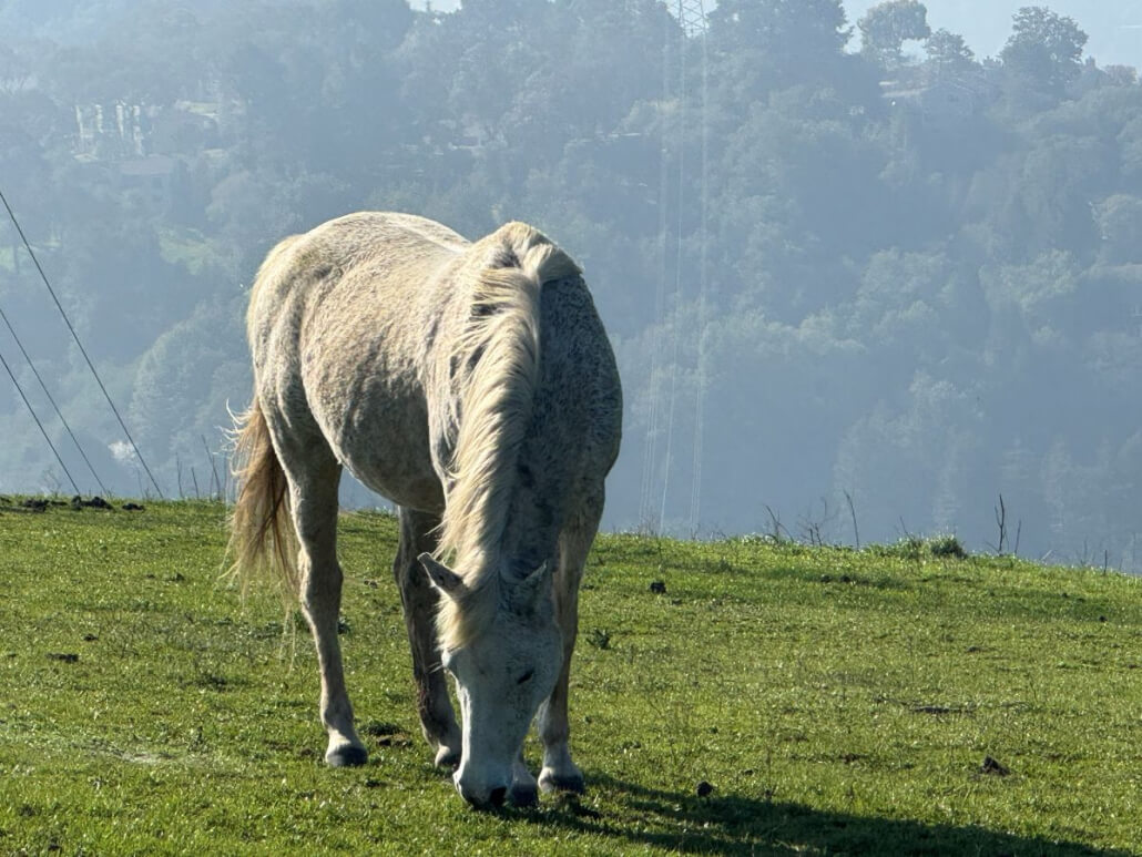 A light-colored horse grazes on a grassy hillside with trees and a hazy, forested landscape in the background on a sunny day.