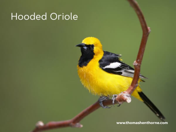 Hooded Oriole
