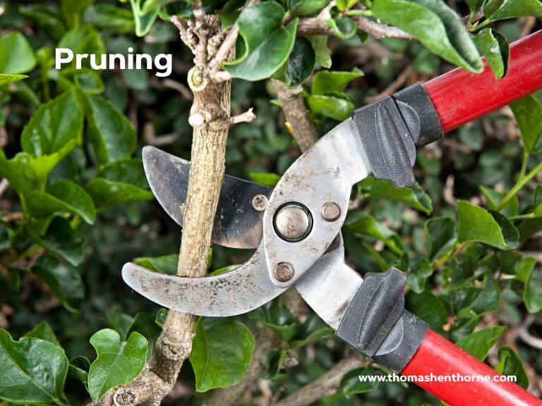 Pruning