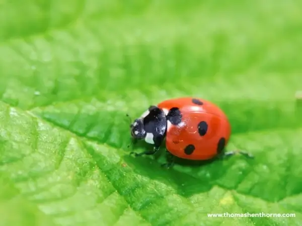 Ladybug on leaf