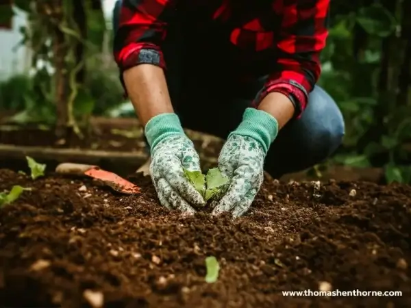 Person planting a plant in the soil of a garden