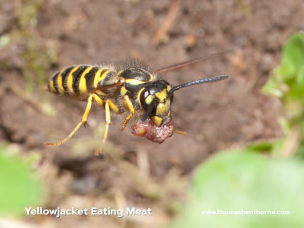 Yellowjackets in Marin County