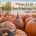 A large pumpkin patch with a text overlay that reads, Things To Do In The San Francisco Bay Area, October 2026.