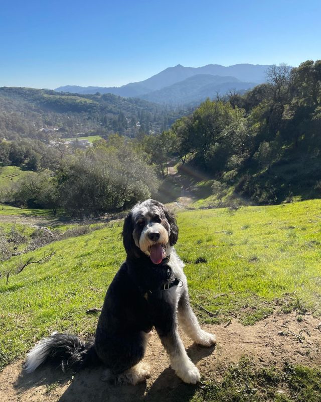 Another gorgeous hike with my friend Louie! We live in paradise. #marincounty #berniedoodlesofinstagram